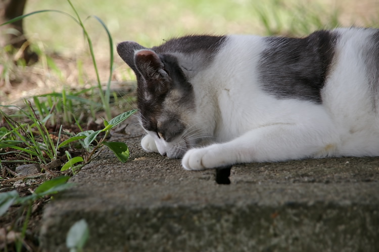 IMGP6466.jpg
