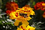 IMGP6587