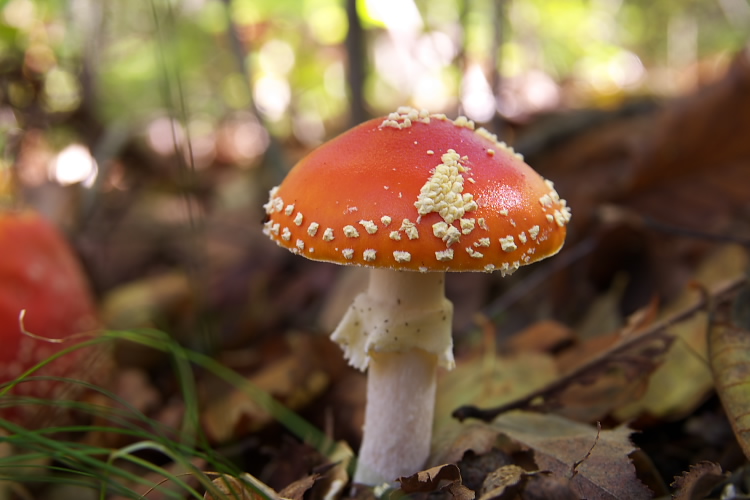 IMGP6753.jpg - ベニテングタケ