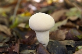 IMGP6755