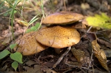 IMGP6791