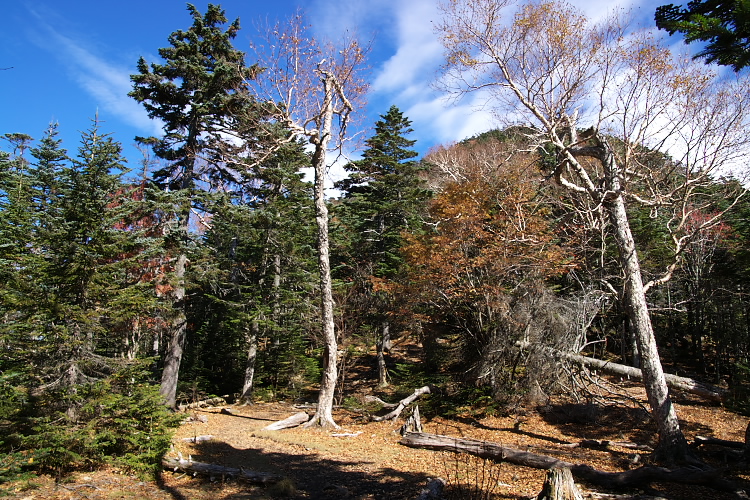 IMGP7174.jpg