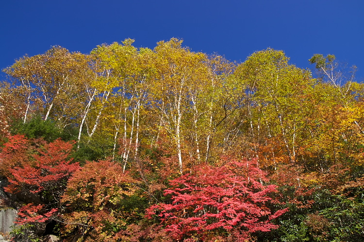 IMGP7245.jpg - 川上牧丘林道にて