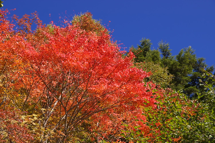 IMGP7254.jpg - 川上牧丘林道にて