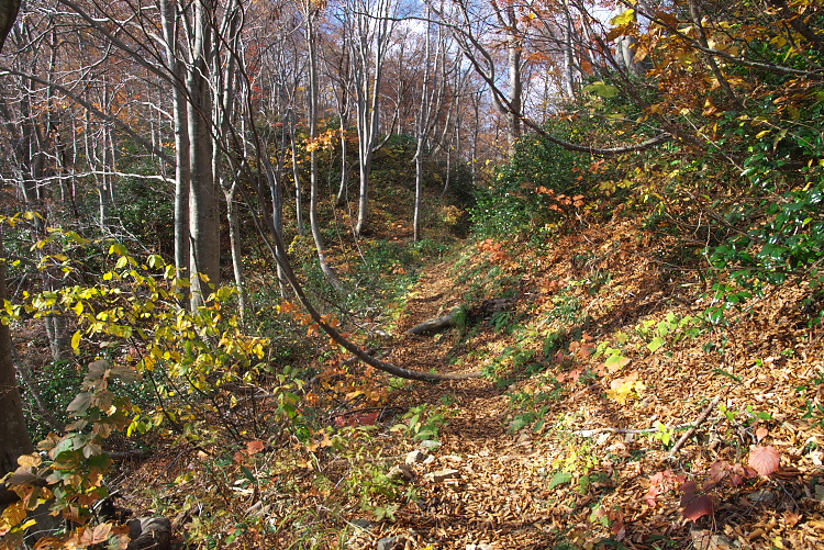 IMGP7482.jpg