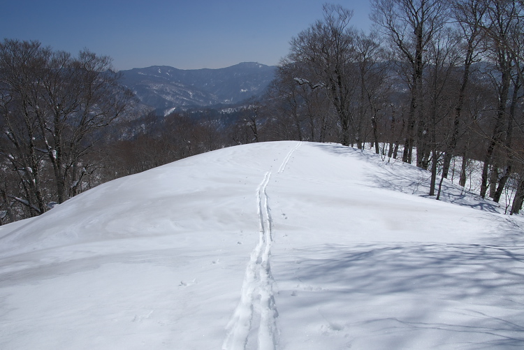 IMGP8096.jpg - 大杉沢右岸尾根、１２時過ぎたので、山頂は諦めて下山。