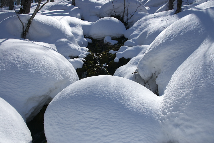 IMGP8102.jpg - ぶな坂にて