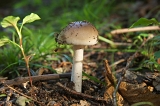 IMGP8807