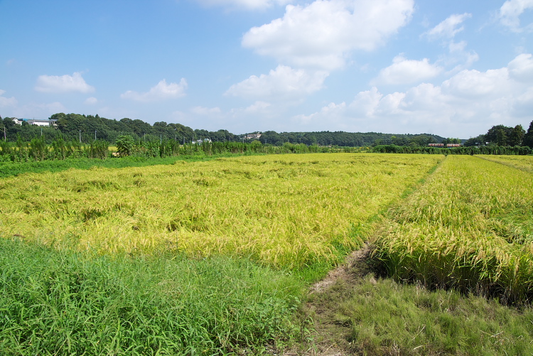 IMGP8937.jpg