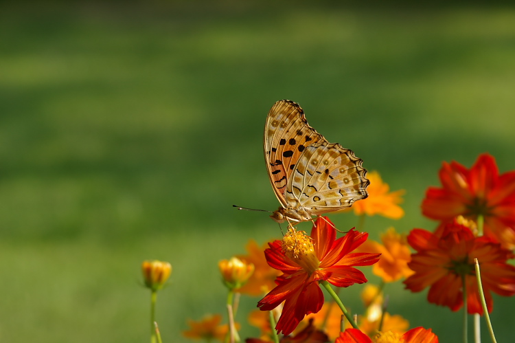 IMGP9087.jpg