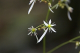 IMGP8969