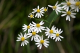 IMGP9047
