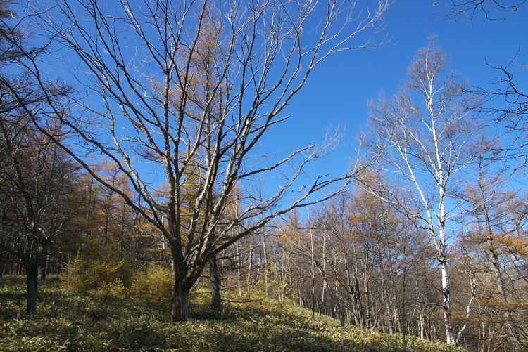 IMGP9708.jpg - 足尾　小法師尾根