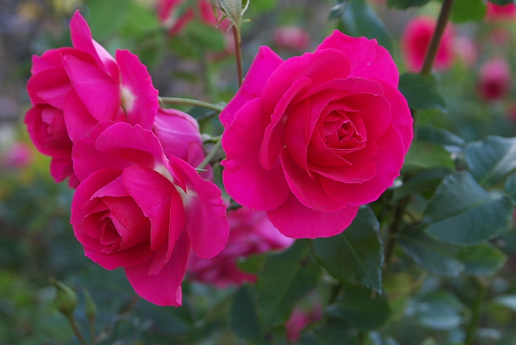 IMGP0130.jpg
