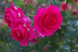 IMGP0130