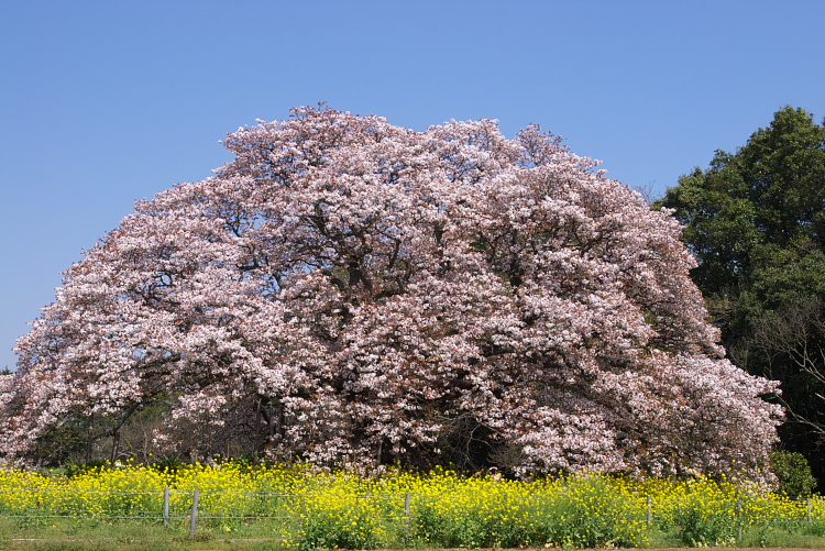 IMGP0600.jpg