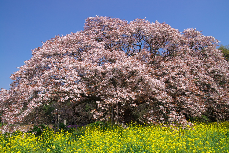 IMGP0680.jpg