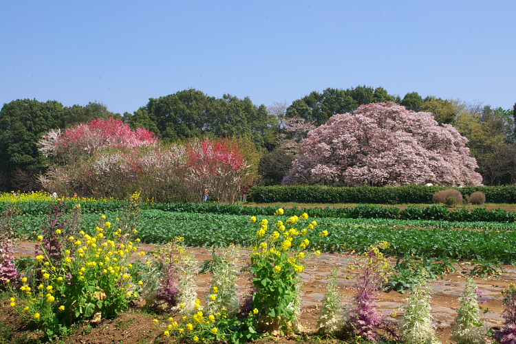 IMGP0703.jpg