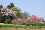 IMGP0596