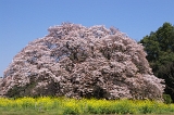 IMGP0600