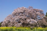 IMGP0656
