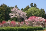 IMGP0677
