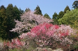 IMGP0681