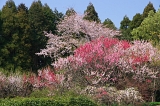 IMGP0683