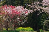 IMGP0687