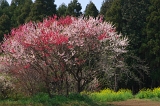 IMGP0692