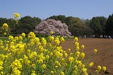 IMGP0707
