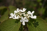 IMGP0759