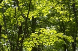 IMGP0765