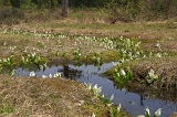 IMGP0790