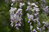 IMGP0844