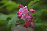 IMGP0881