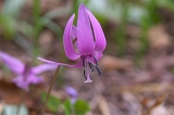 IMGP0921