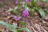 IMGP0922