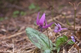 IMGP0925