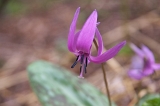 IMGP0927