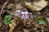 IMGP0932