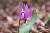 IMGP0936