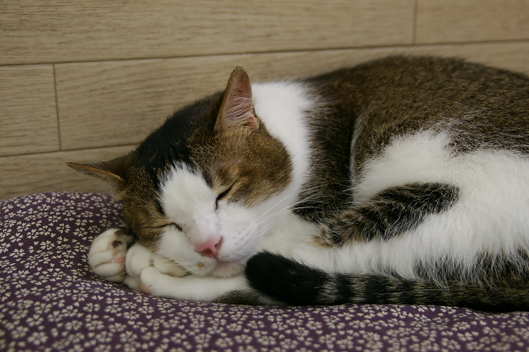 IMGP1281.jpg