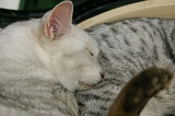 IMGP1251