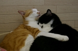 IMGP1297