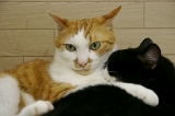 IMGP1363