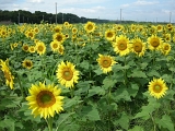 DSCN0922
