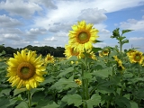 DSCN0925