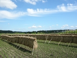 DSCN0977
