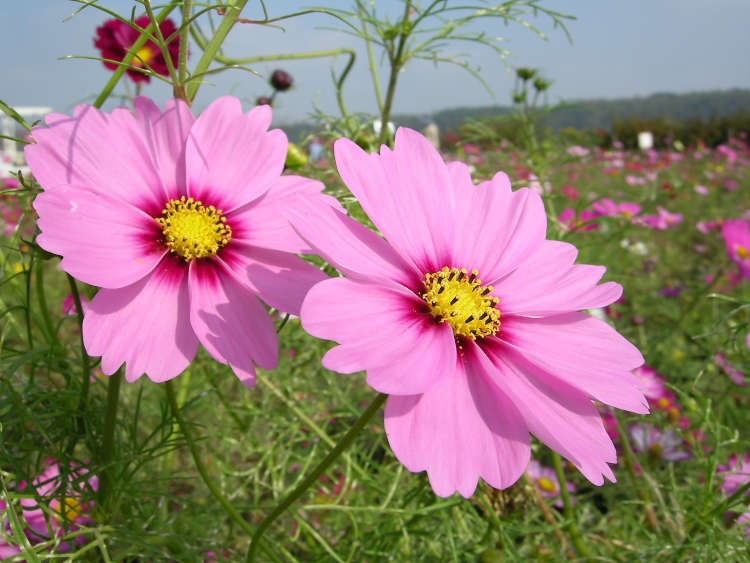 DSCN1304.jpg